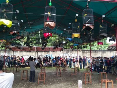 Legislator Tangsel: Festival Kicau Burung Untuk Melindungi Satwa Legislator Tangsel: Festival Kicau Burung Untuk Melindungi Satwa