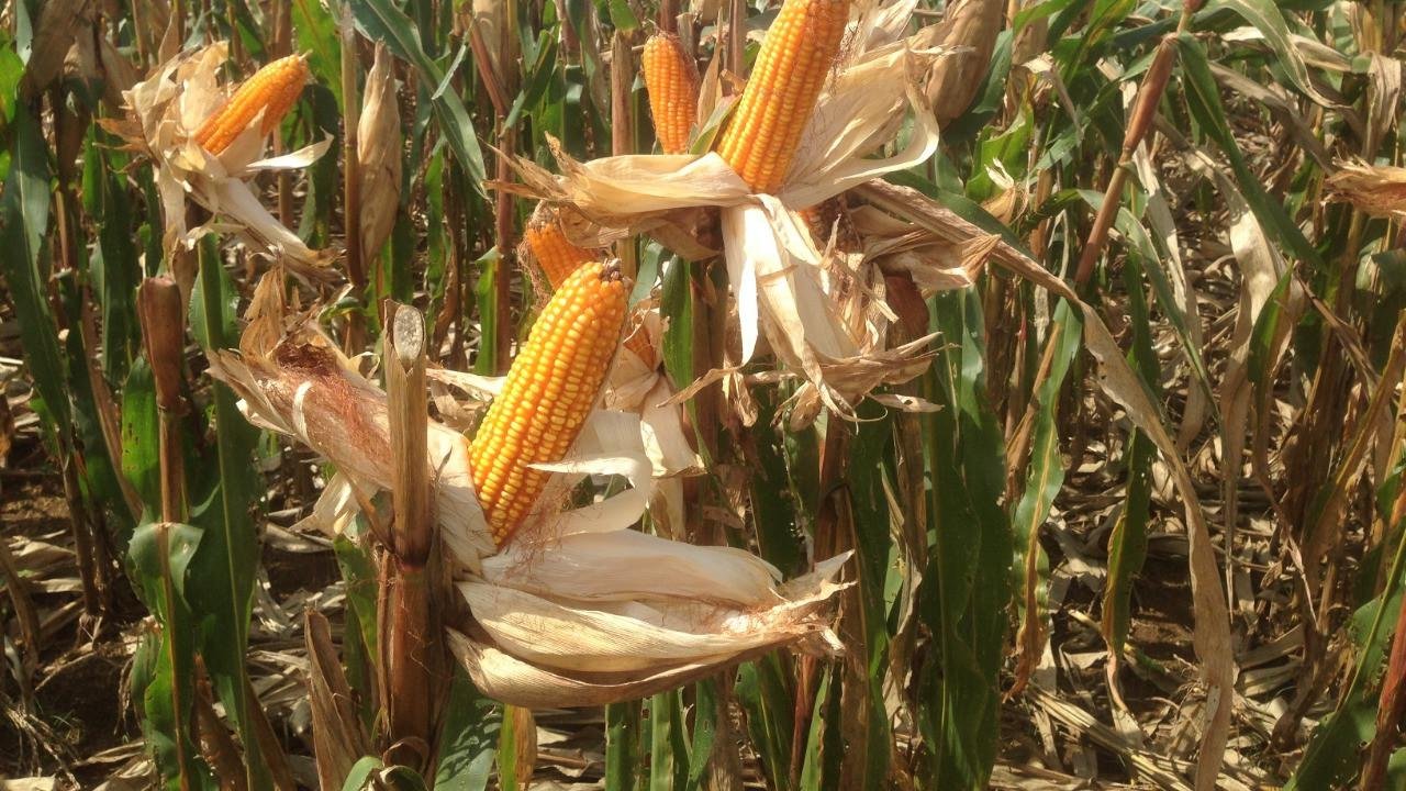 Indonesia Kembali Tambah Impor 30 Ribu Ton Jagung di Tahun 2019 Indonesia Kembali Tambah Impor 30 Ribu Ton Jagung di Tahun 2019